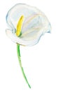 White calla lily isolated on a white background. Watercolor painting.