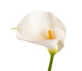 White calla lily Royalty Free Stock Photo