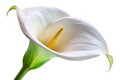 White Calla Lily Isolated on White Royalty Free Stock Photo