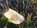 Calla lily is yellowed by sunlight in lavender field.