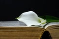 White calla lily on open book, black background Royalty Free Stock Photo