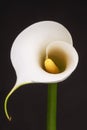 White Calla lily over black background. Royalty Free Stock Photo