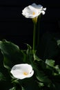 White calla lily plant with flowers on black background, dark key concept Royalty Free Stock Photo