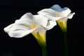 White calla lily plant with flowers on black background, dark key concept Royalty Free Stock Photo