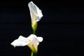 White calla lily plant with flowers on black background, dark ke Royalty Free Stock Photo