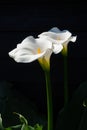 White calla lily plant with flowers on black background, dark key concept Royalty Free Stock Photo