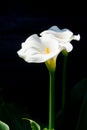 White calla lily plant with flowers on black background, dark key concept Royalty Free Stock Photo