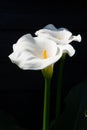 White calla lily plant with flowers on black background, dark key concept Royalty Free Stock Photo