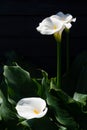 White calla lily plant with flowers on black background, dark key concept Royalty Free Stock Photo