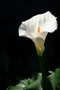 White calla lily plant with flowers on black background, dark ke Royalty Free Stock Photo