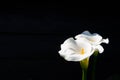 White calla lily plant with flowers on black background, dark ke Royalty Free Stock Photo