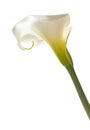 White calla lily Royalty Free Stock Photo