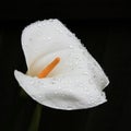 White Calla Lily with Water Drops Royalty Free Stock Photo