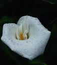 White calla lily with watr drops. Royalty Free Stock Photo