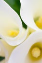 White Calla Lily Wedding Flower Bouquet Royalty Free Stock Photo