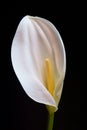 White Calla Lily -  Zantedeschia Aethiopica Royalty Free Stock Photo