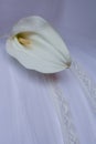 White Calla Lily -  Zantedeschia Aethiopica Royalty Free Stock Photo