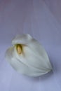 White Calla Lily -  Zantedeschia Aethiopica Royalty Free Stock Photo