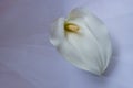 White Calla Lily -  Zantedeschia Aethiopica Royalty Free Stock Photo