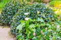 White calla lily (Zantedeschia aethiopica), also known as arum lily in garden Royalty Free Stock Photo