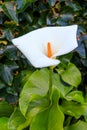 White calla lily (Zantedeschia aethiopica), also known as arum lily in garden Royalty Free Stock Photo