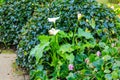 White calla lily (Zantedeschia aethiopica), also known as arum lily in garden Royalty Free Stock Photo