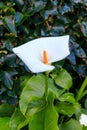 White calla lily (Zantedeschia aethiopica), also known as arum lily in garden Royalty Free Stock Photo