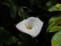 White Calla Lily. Peace and tranquility Royalty Free Stock Photo