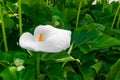 White calla lily, Zantedeschia aethiopica Royalty Free Stock Photo