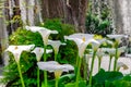 White calla lily, Zantedeschia aethiopica Royalty Free Stock Photo