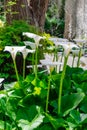 White calla lily, Zantedeschia aethiopica Royalty Free Stock Photo