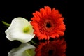 White Calla and red Gerber flowers Royalty Free Stock Photo