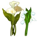 White Calla and snowdrops, bouquet of flowers.