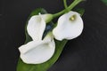 White callas