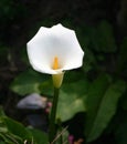 White callas flower