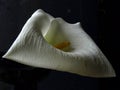 White callas flower, close-up, pronounced petal texture, Royalty Free Stock Photo