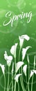 White callas on a green background with bokeh effect. Spring picture. Royalty Free Stock Photo