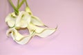 White callas on a pink gentle background. Congratulatory Royalty Free Stock Photo