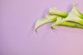 White callas on a pink gentle background. Congratulatory Royalty Free Stock Photo