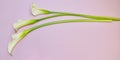 White callas on a pink gentle background. Congratulatory Royalty Free Stock Photo