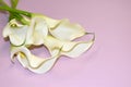 White callas on a pink gentle background. Congratulatory Royalty Free Stock Photo