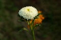 White Callistephus chinensis, or China aster, is a cool white flower