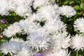 White Callistephus flower blossom needle scones, close-up floral background. Autumn flower aster daisy