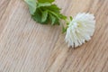 White Callistephus flower on wooden background. With copy space