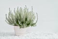 White calluna vulgaris or common heather flowers in white flower Royalty Free Stock Photo