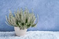 White calluna vulgaris or common heather flowers in white flower Royalty Free Stock Photo