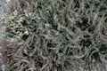 White Calluna vulgaris flowering plant family Ericaceae, floral background top view.