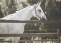 A white calm horse stands in a paddock with a wooden fence and sleeps, illuminated by the sunlight on a summer day