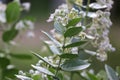 White Calotropis Gigantea