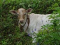 White calve beautiful image